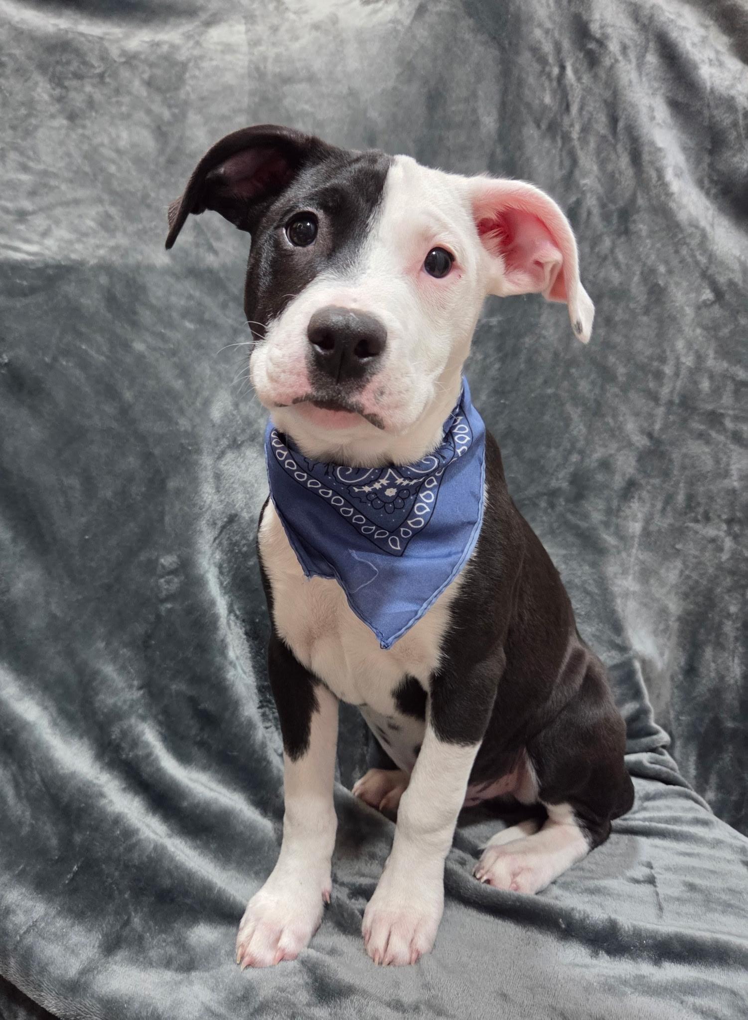 Enlarge Vance , a ADOPTABLE mixed breed in White Lake, MI image 1/6