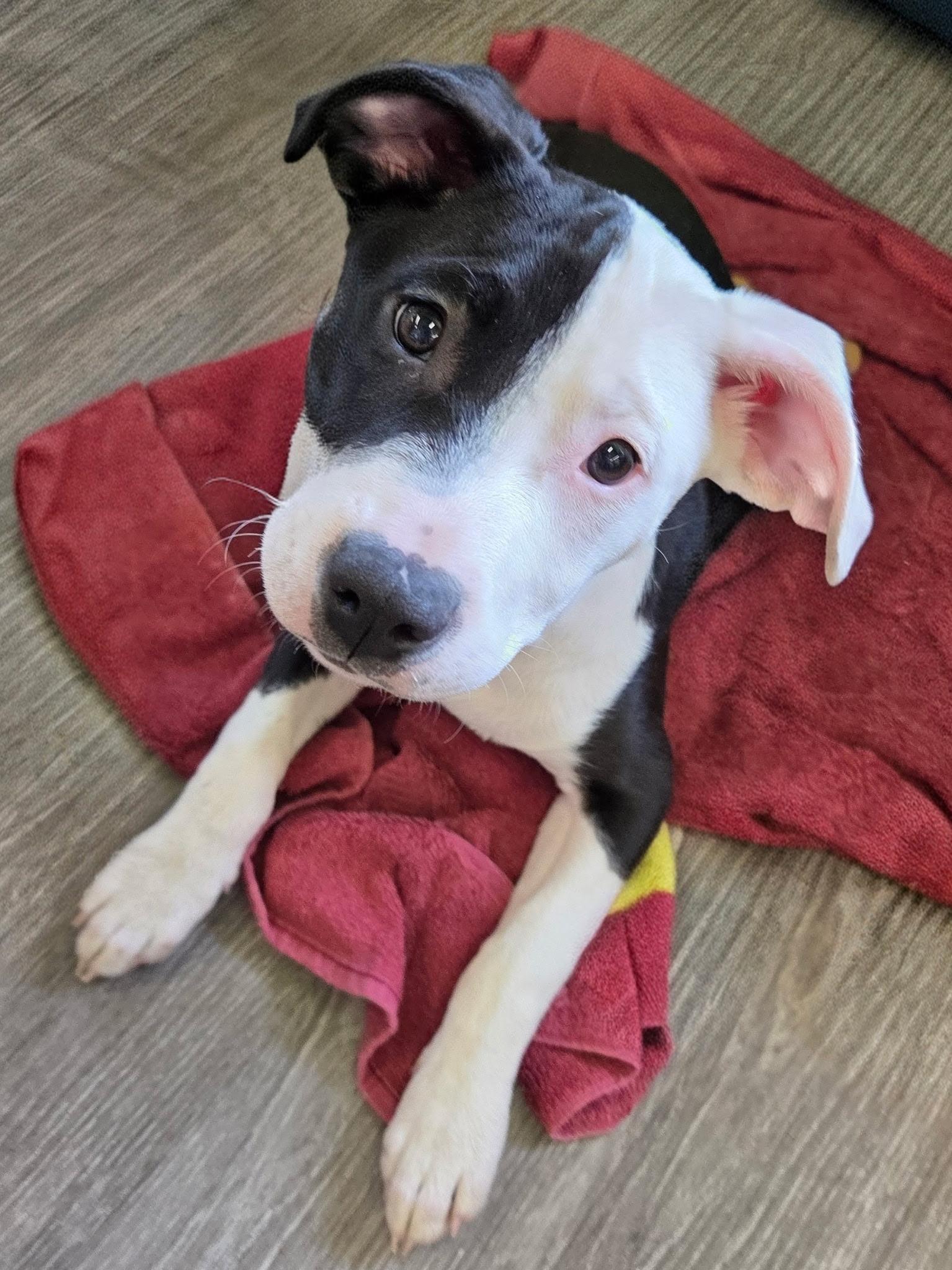 Enlarge Vance , a ADOPTABLE mixed breed in White Lake, MI image 3/6