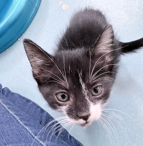 Maggie, Adoptable, Kitten Female Domestic Short Hair.