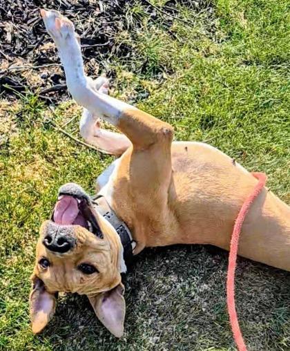 Enlarge Pip-Squeak, a Adoptable mixed breed in Valley View, OH image 1/3