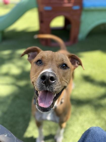 Enlarge Pip-Squeak, a Adoptable mixed breed in Valley View, OH image 2/3