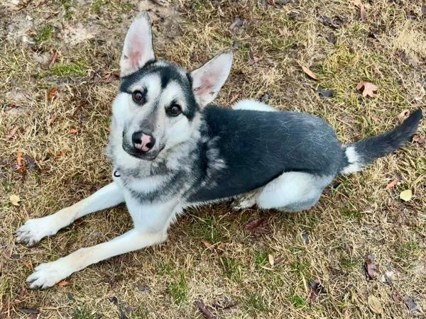 Chicken Salad Chick, Adoptable, Adult Male German Shepherd Dog & Siberian Husky.