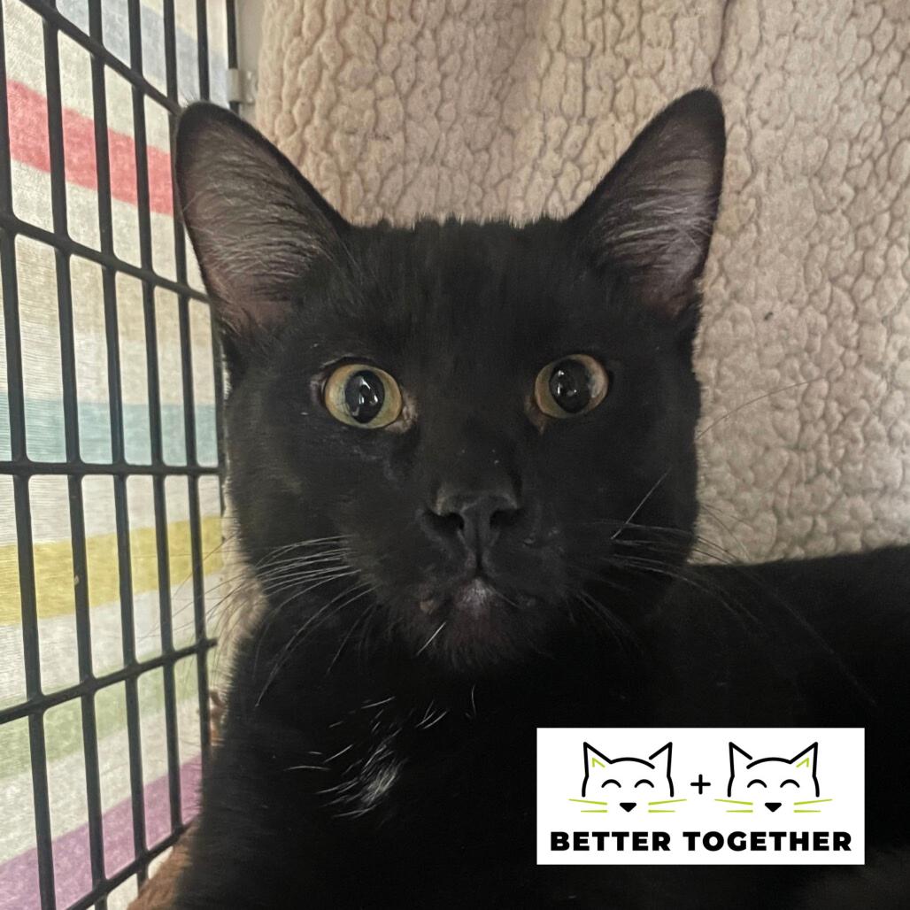 Zuko, Adoptable, Young Male Domestic Short Hair.