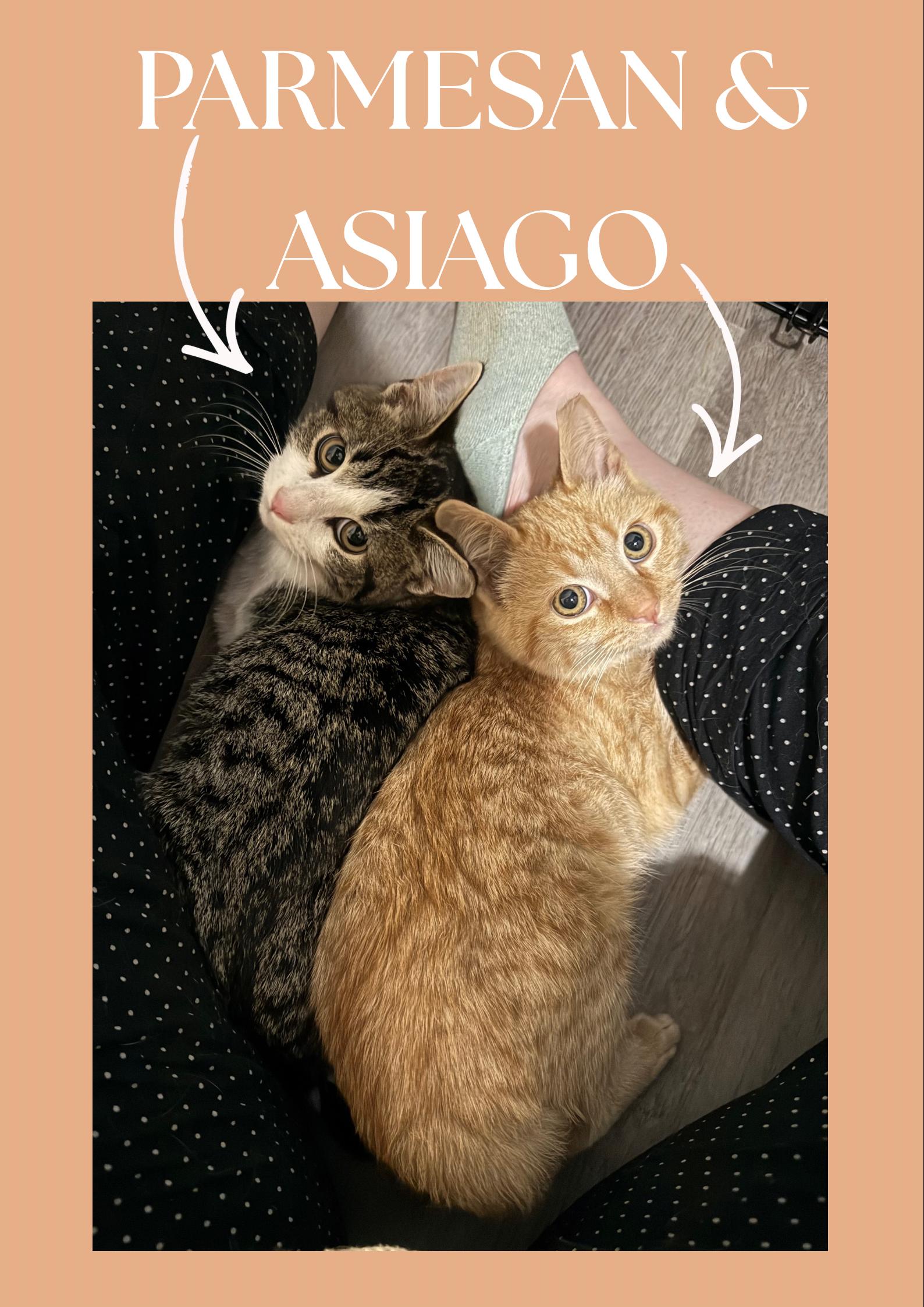 Asiago, adopted, Young Male Domestic Short Hair.