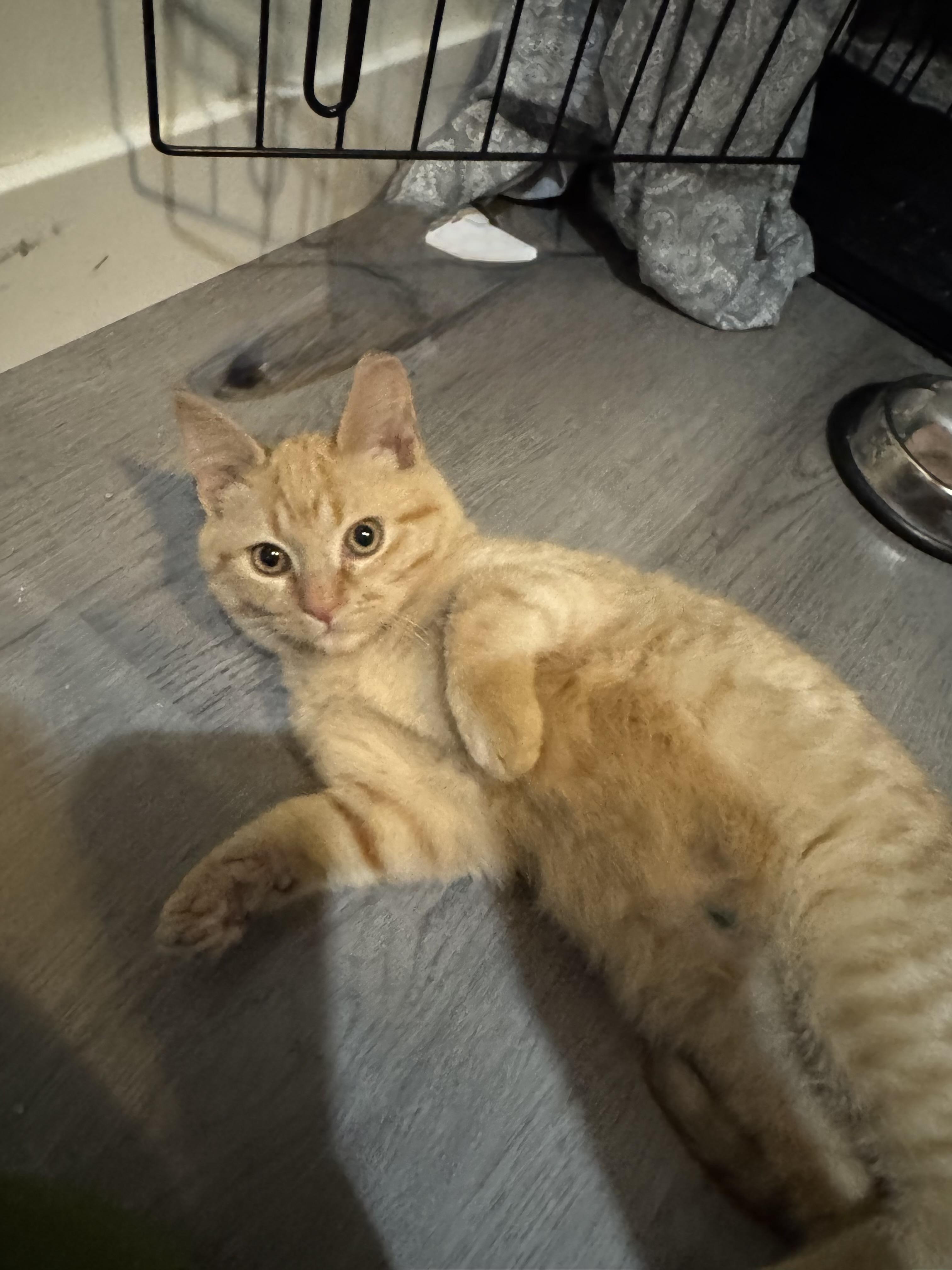 Enlarge Asiago, an adopted Domestic Short Hair in Mount Juliet, TN image 2/2