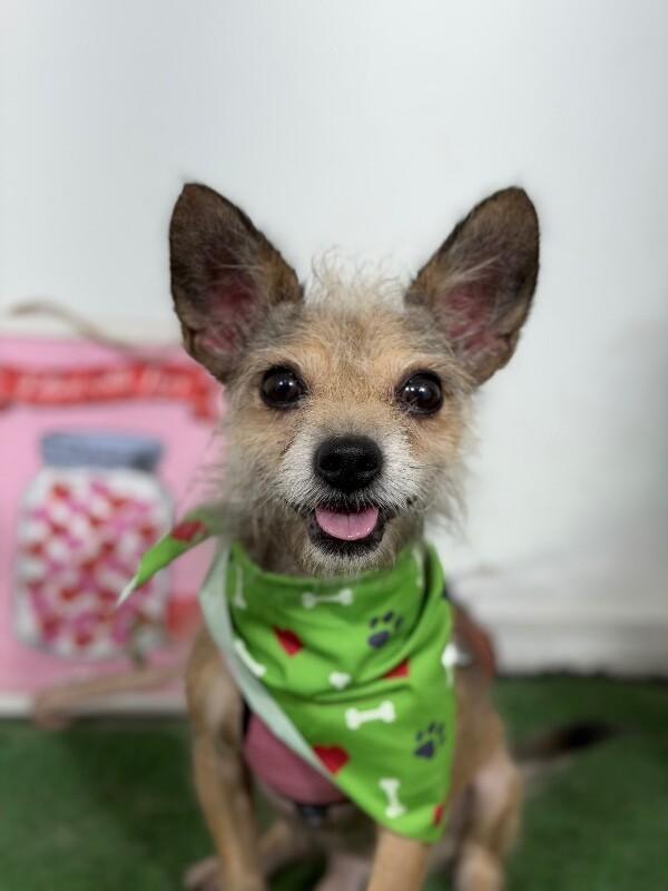 Enlarge Brownie-One of our Amazing Rescue Dogs, a Adoptable mixed breed in Sunnyvale, CA image 1/1