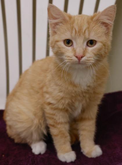Honeybun, Adoptable, Kitten Female Domestic Medium Hair & Domestic Short Hair.