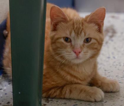 Enlarge Honeybun, a Adoptable mixed breed in Baraboo, WI image 2/3