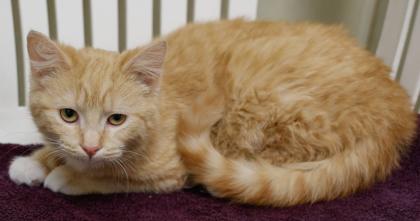 Enlarge Honeybun, a Adoptable mixed breed in Baraboo, WI image 3/3
