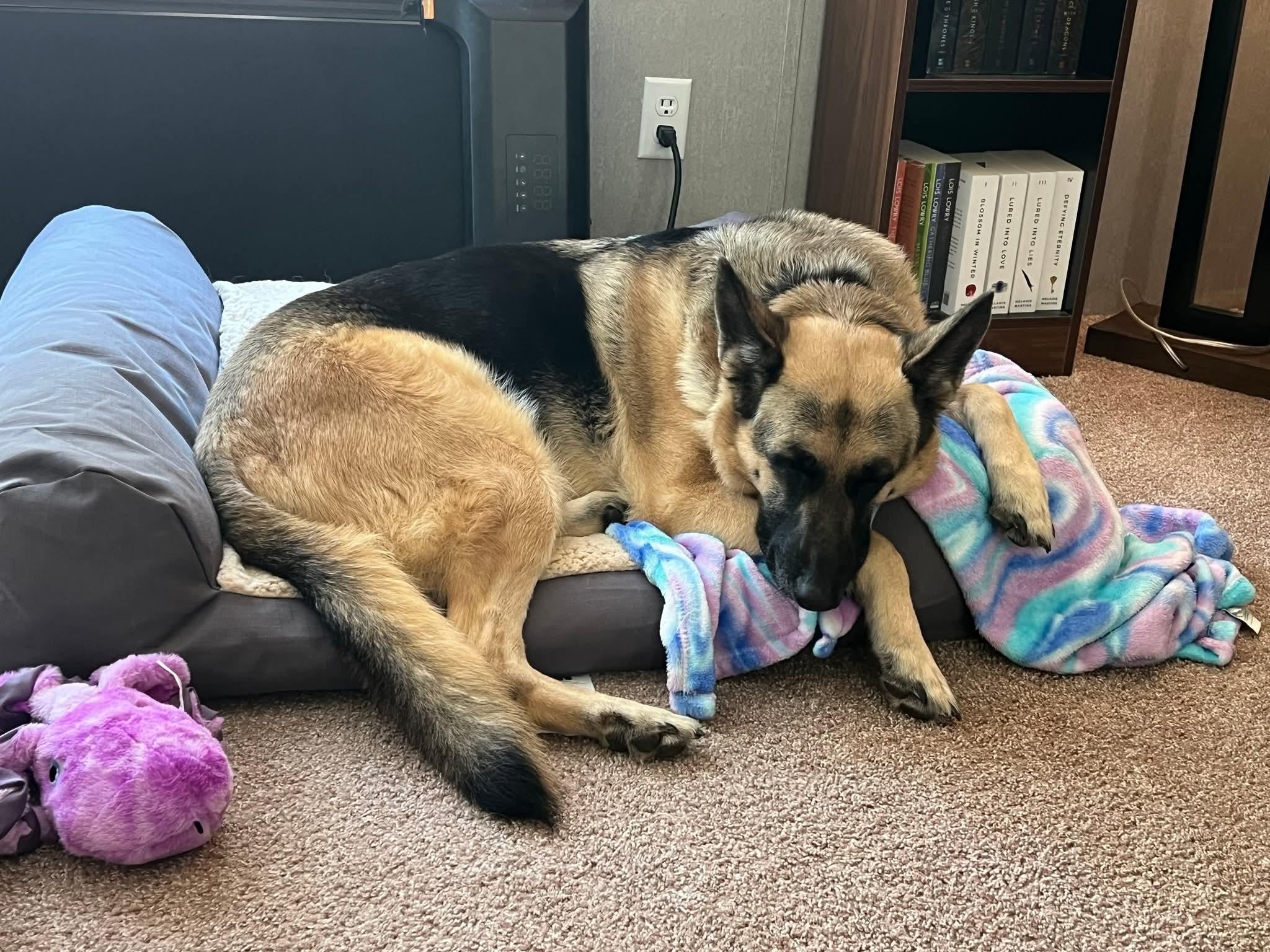 Ellie, adopted, Adult Female German Shepherd Dog.