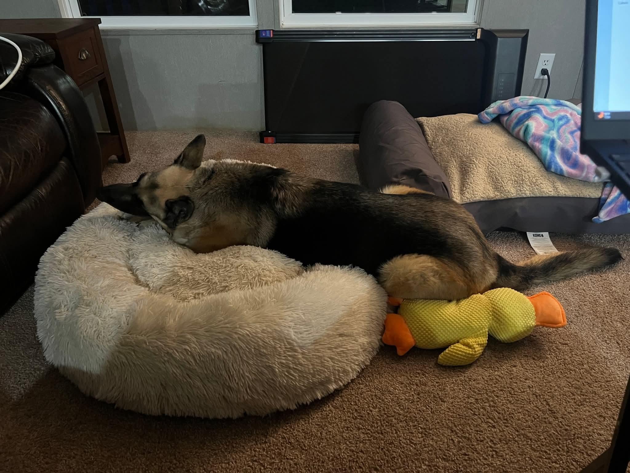 Ellie, an adopted German Shepherd Dog in Roswell, GA image 3/3