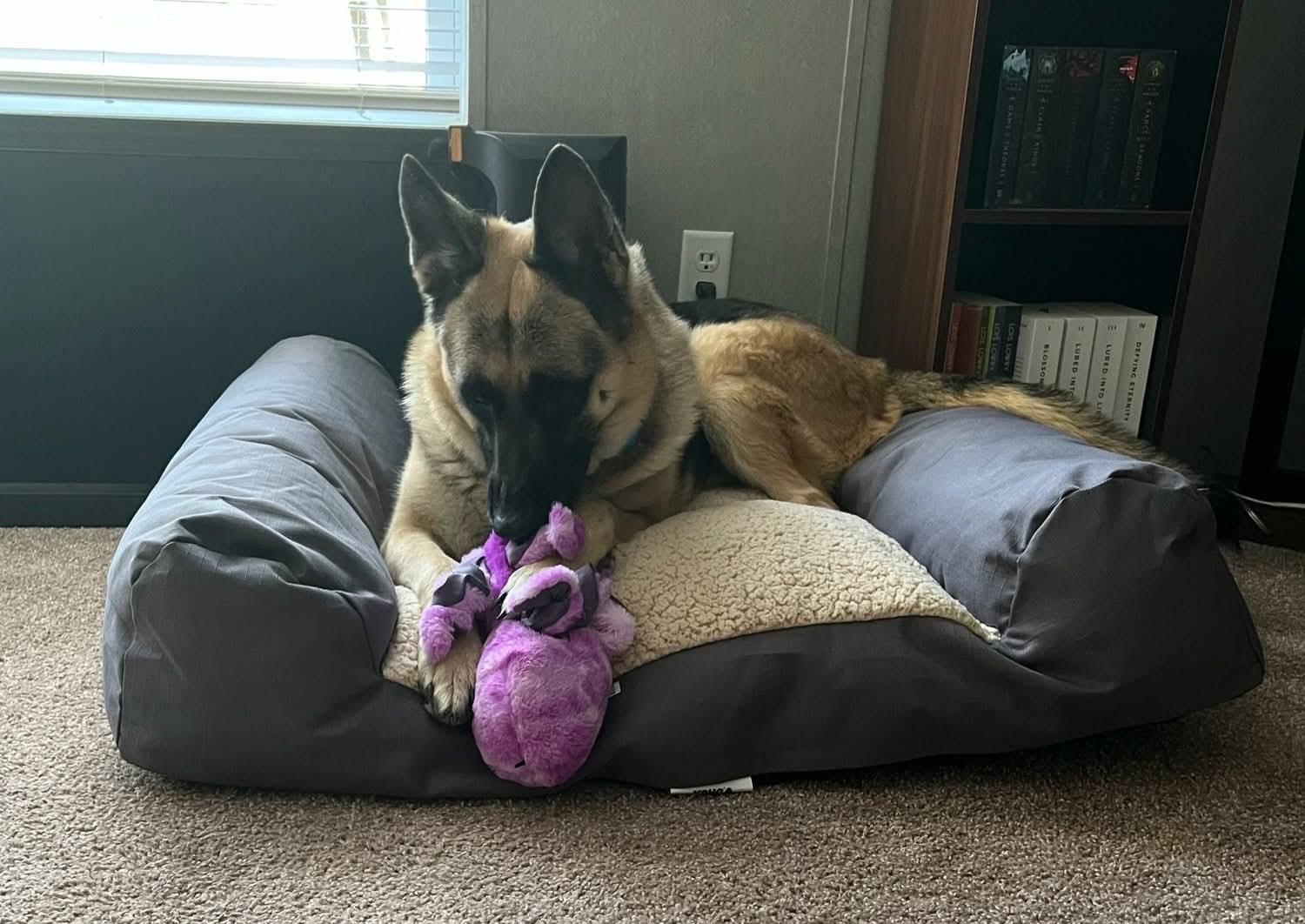 Ellie, an adopted German Shepherd Dog in Roswell, GA image 1/3