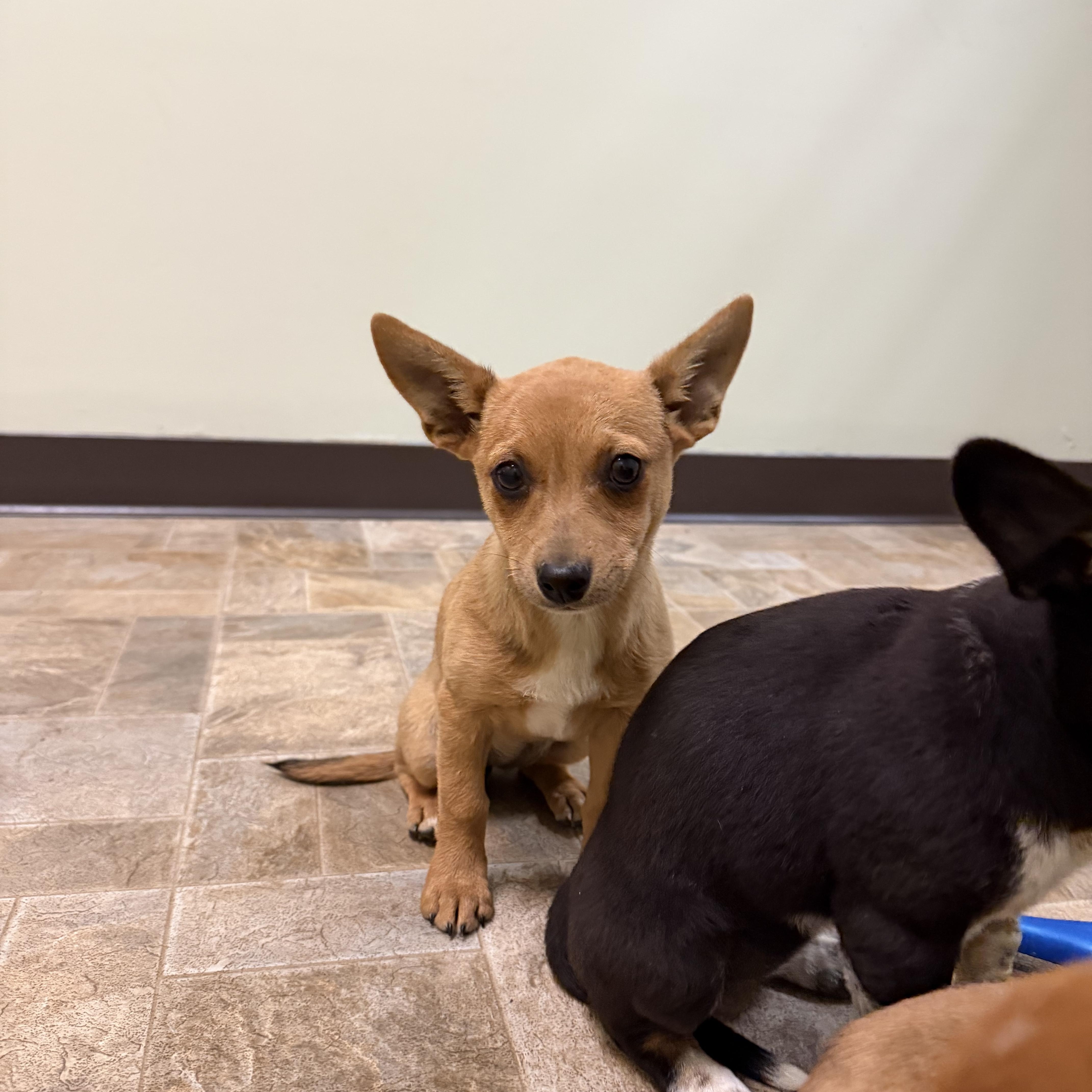 Belle, ADOPTABLE, Puppy Female Chihuahua.