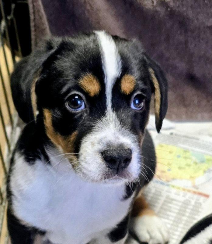 Enlarge Apollo, a Adopted Beagle in House Springs, MO image 1/1