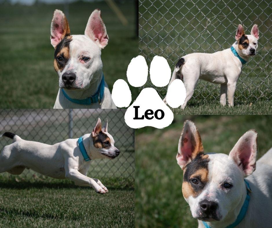 Leo, ADOPTABLE, Young Male Mixed Breed.