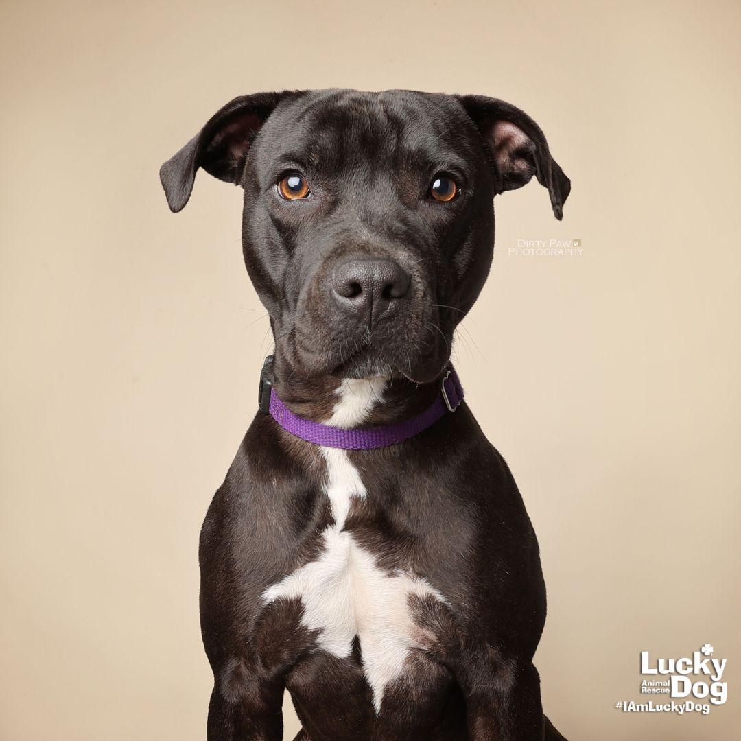 Enlarge Stella, a Adoptable mixed breed in Washington, DC image 1/3