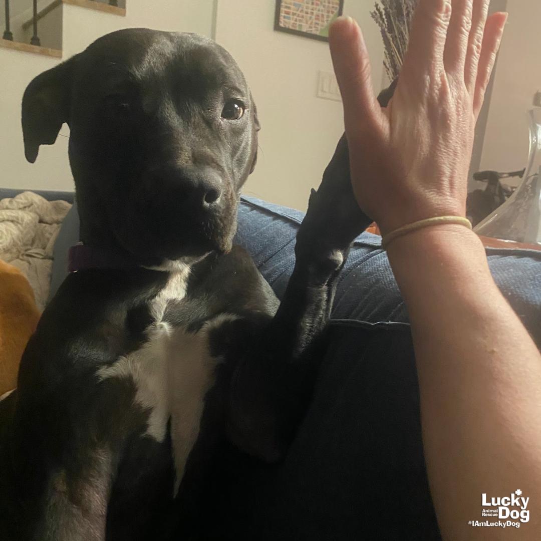 Enlarge Stella, a Adoptable mixed breed in Washington, DC image 2/3