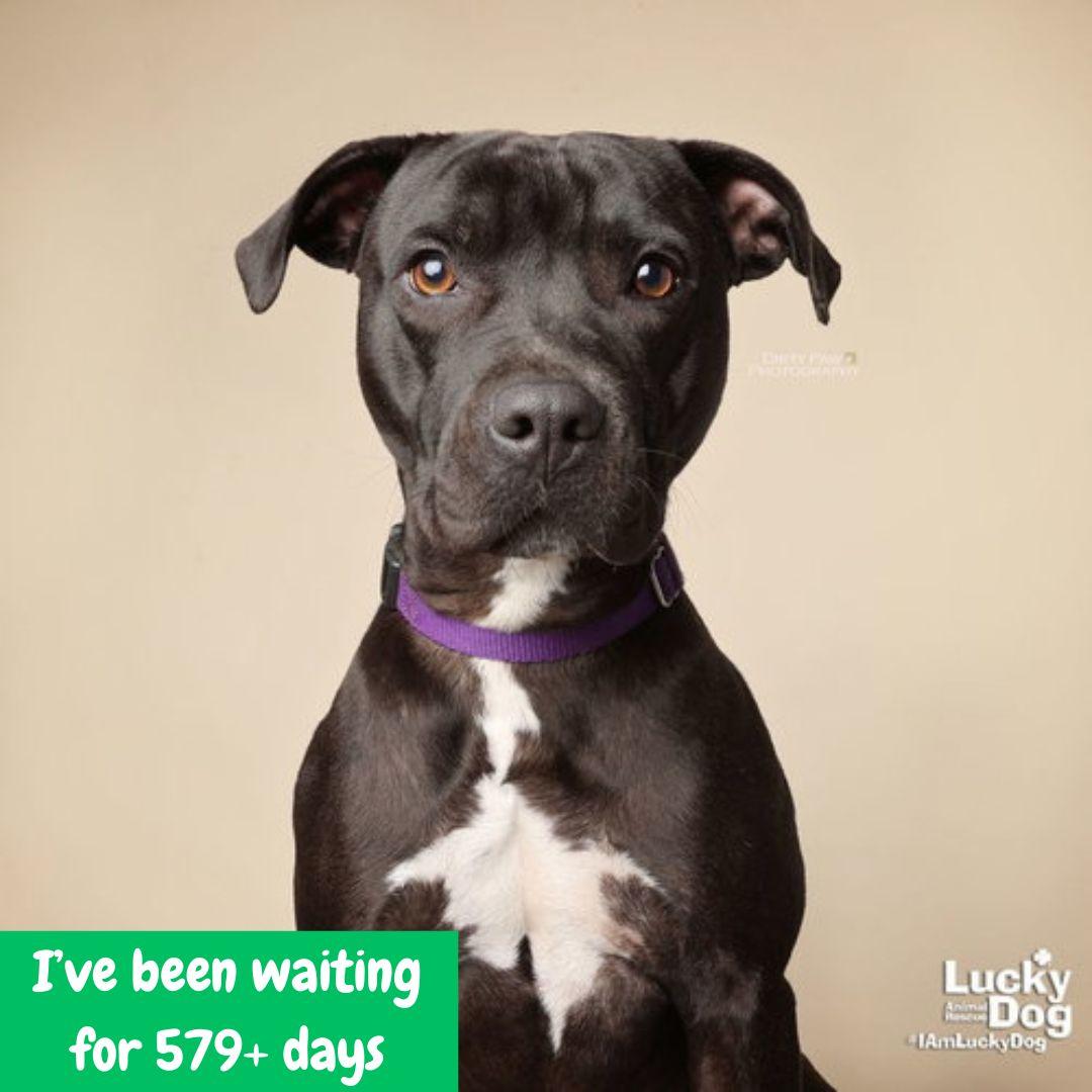 Enlarge Stella, a Adoptable mixed breed in Washington, DC image 1/3