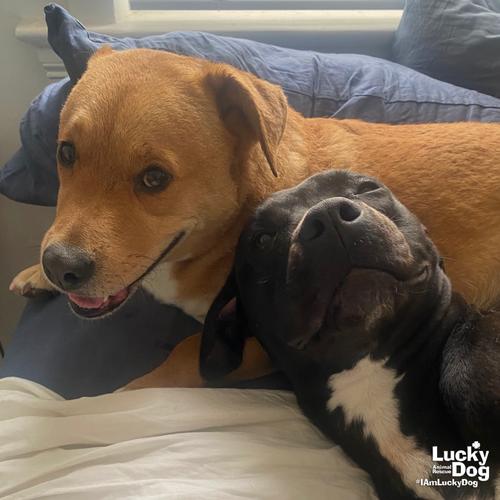 Stella, Adoptable, Young Female Labrador Retriever & Terrier.