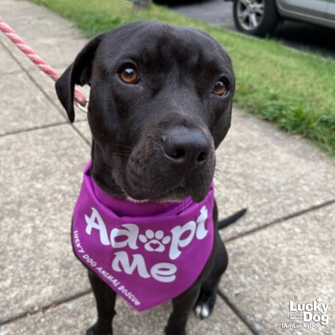 Enlarge Stella, a Adoptable mixed breed in Washington, DC image 2/3