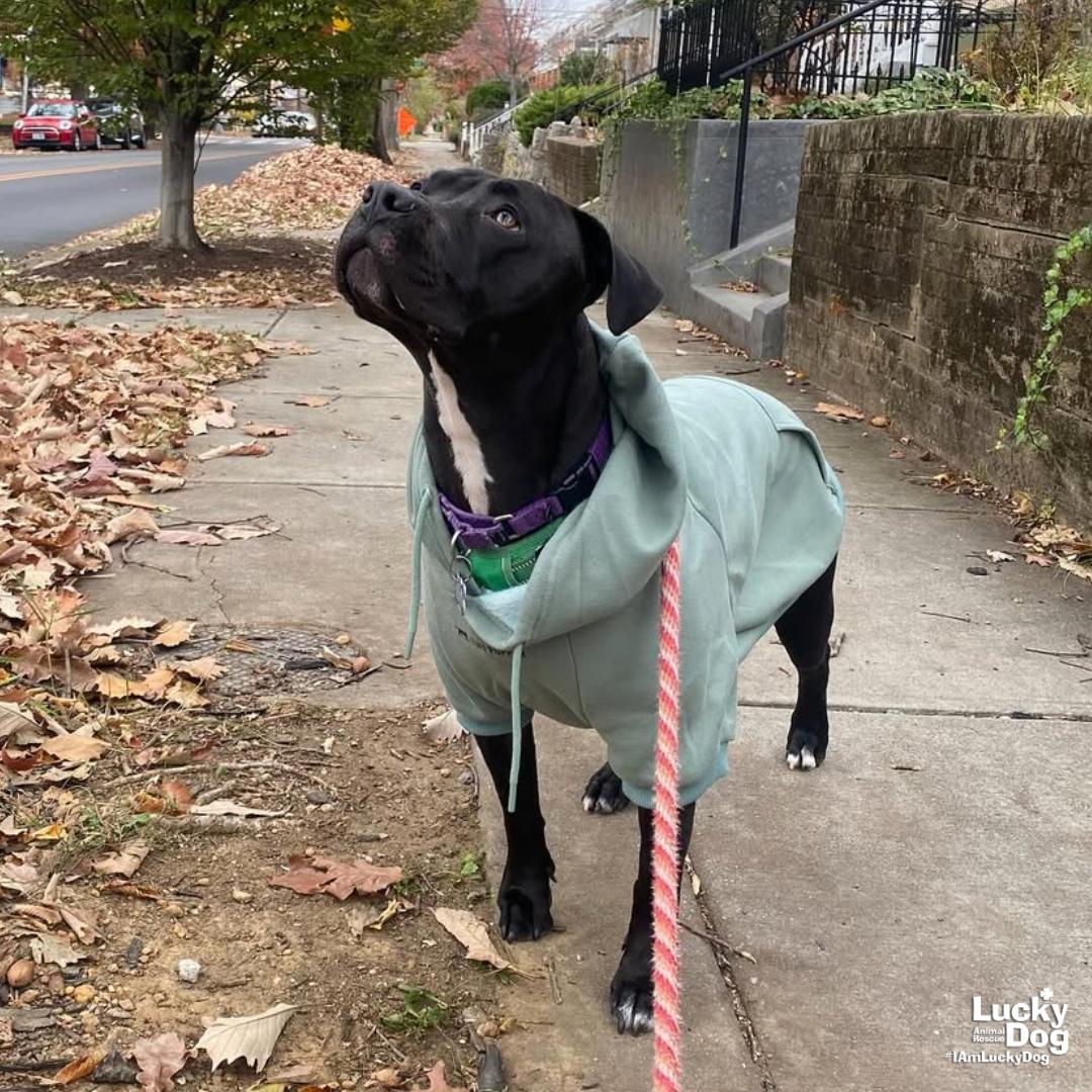 Enlarge Stella, a Adoptable mixed breed in Washington, DC image 3/3