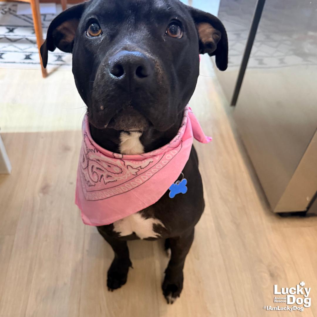 Enlarge Stella, a Adoptable mixed breed in Washington, DC image 3/3