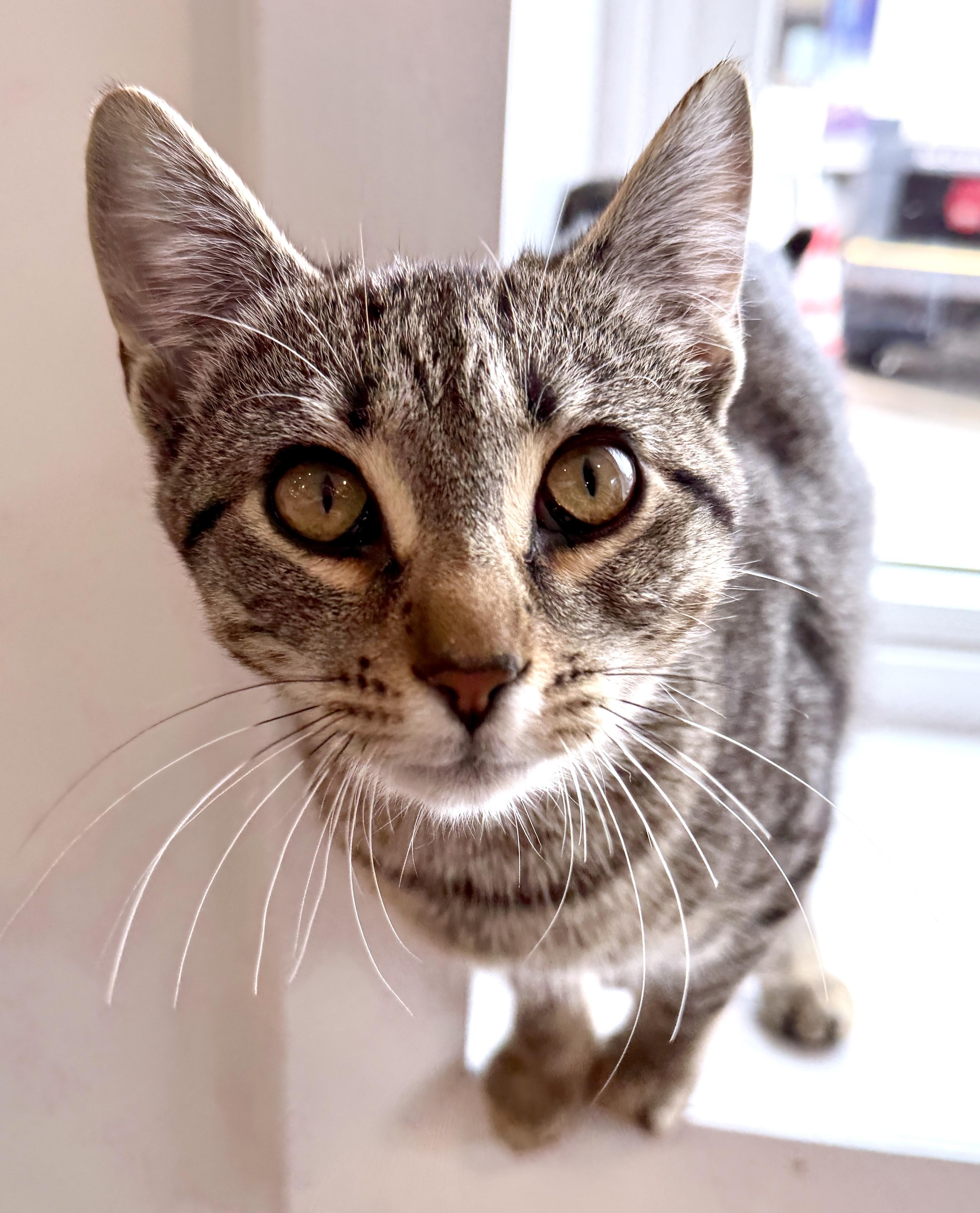 Enlarge Apple, a ADOPTABLE American Shorthair in Hull, MA image 3/6