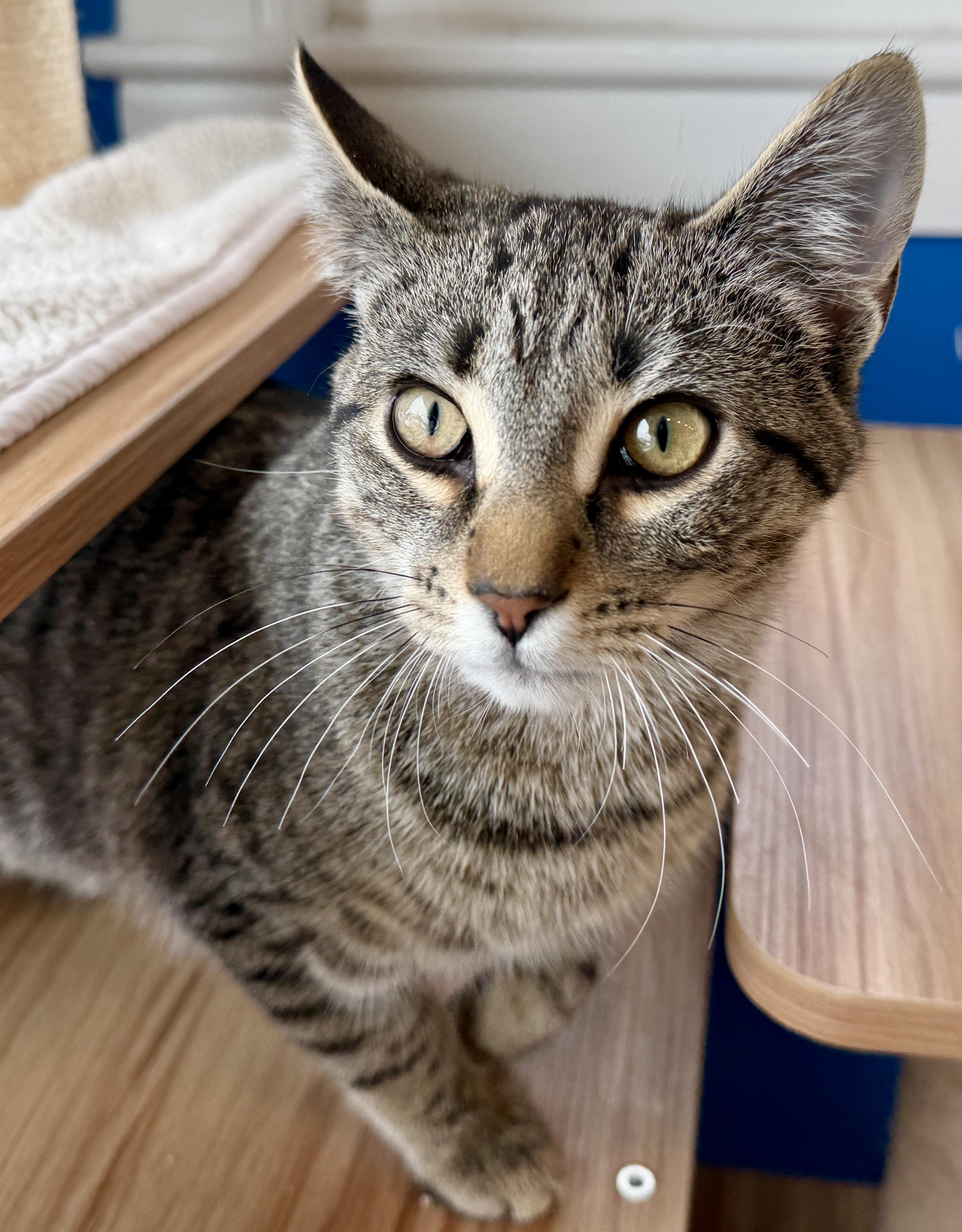 Enlarge Apple, a ADOPTABLE American Shorthair in Hull, MA image 6/6