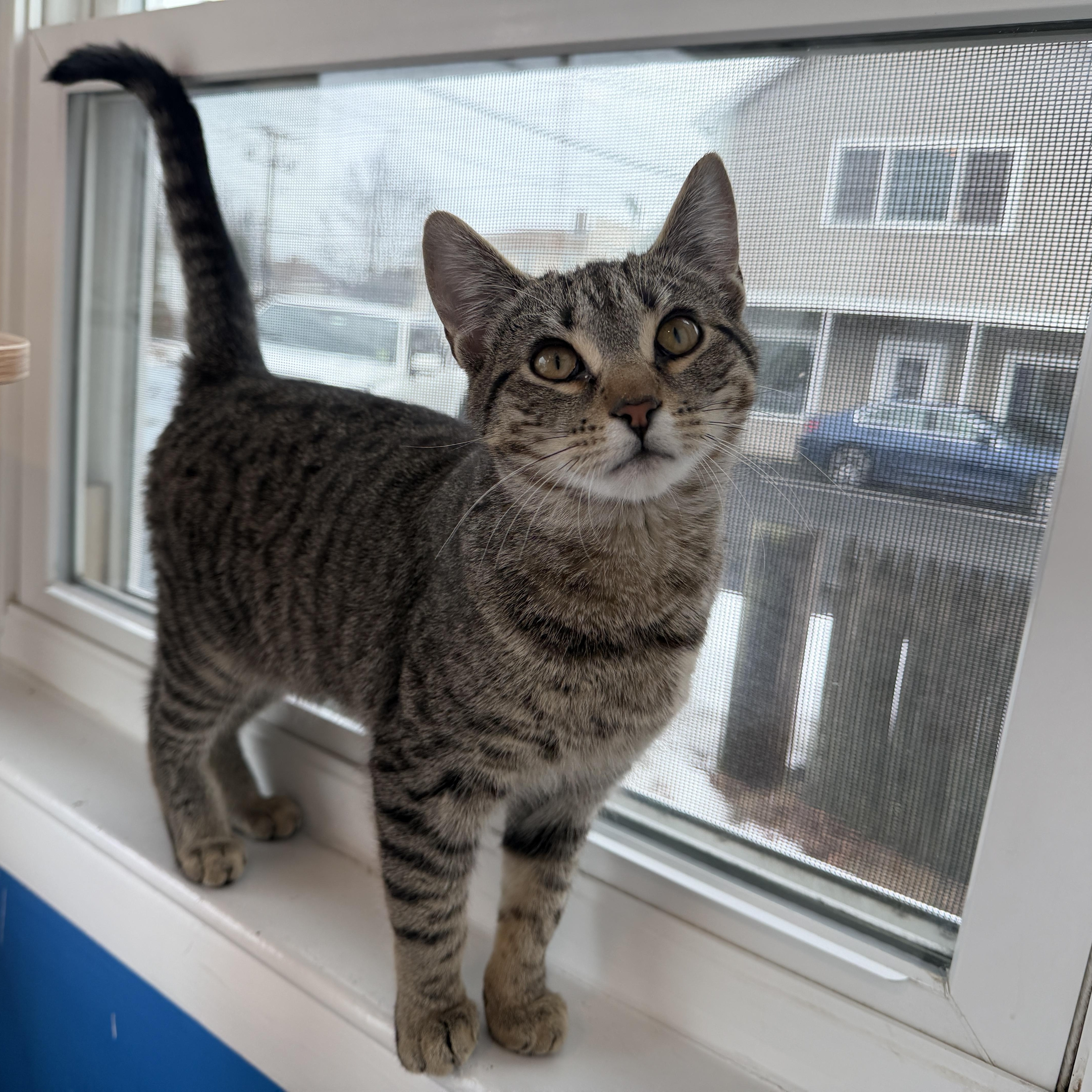 Enlarge Apple, a ADOPTABLE American Shorthair in Hull, MA image 4/6