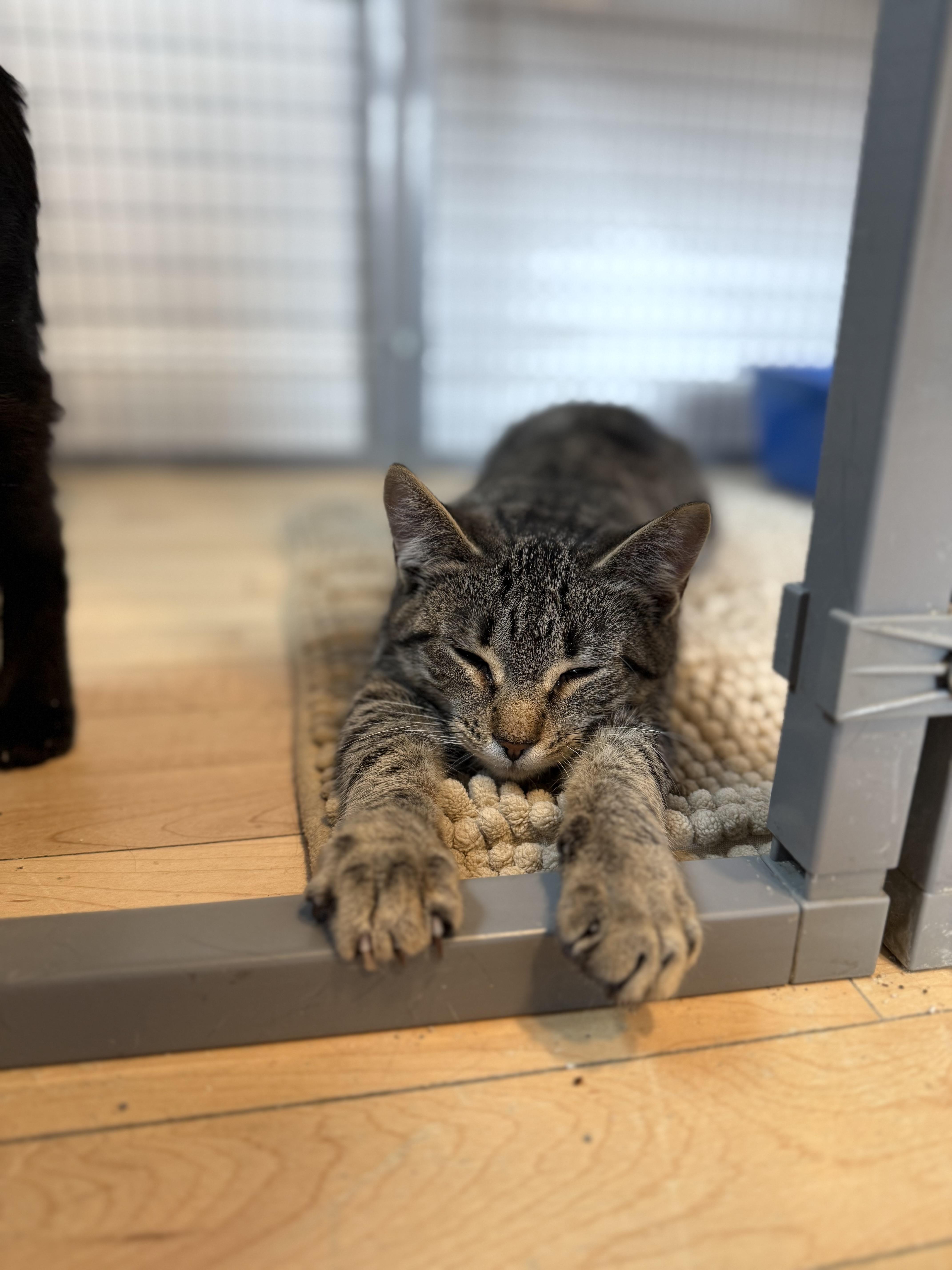 Enlarge Apple, a ADOPTABLE American Shorthair in Hull, MA image 5/6