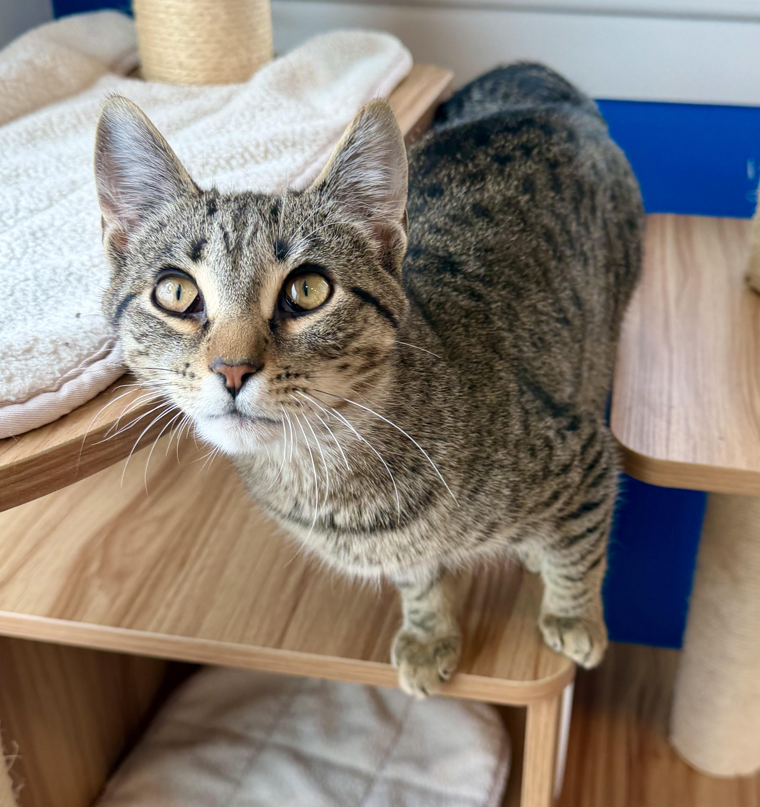Enlarge Apple, a ADOPTABLE American Shorthair in Hull, MA image 2/6