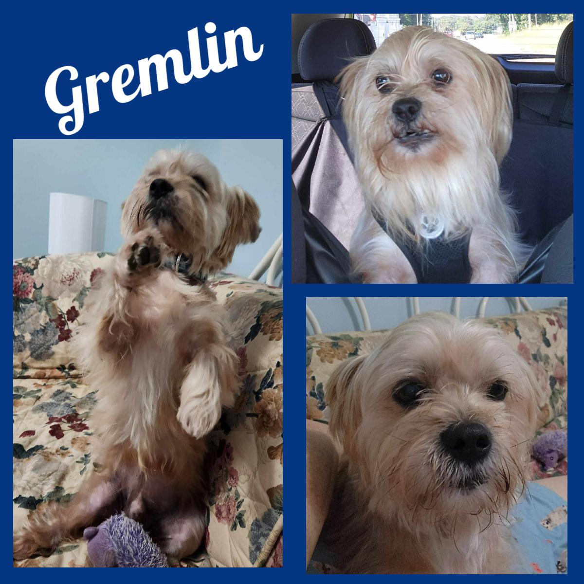 Gremlin