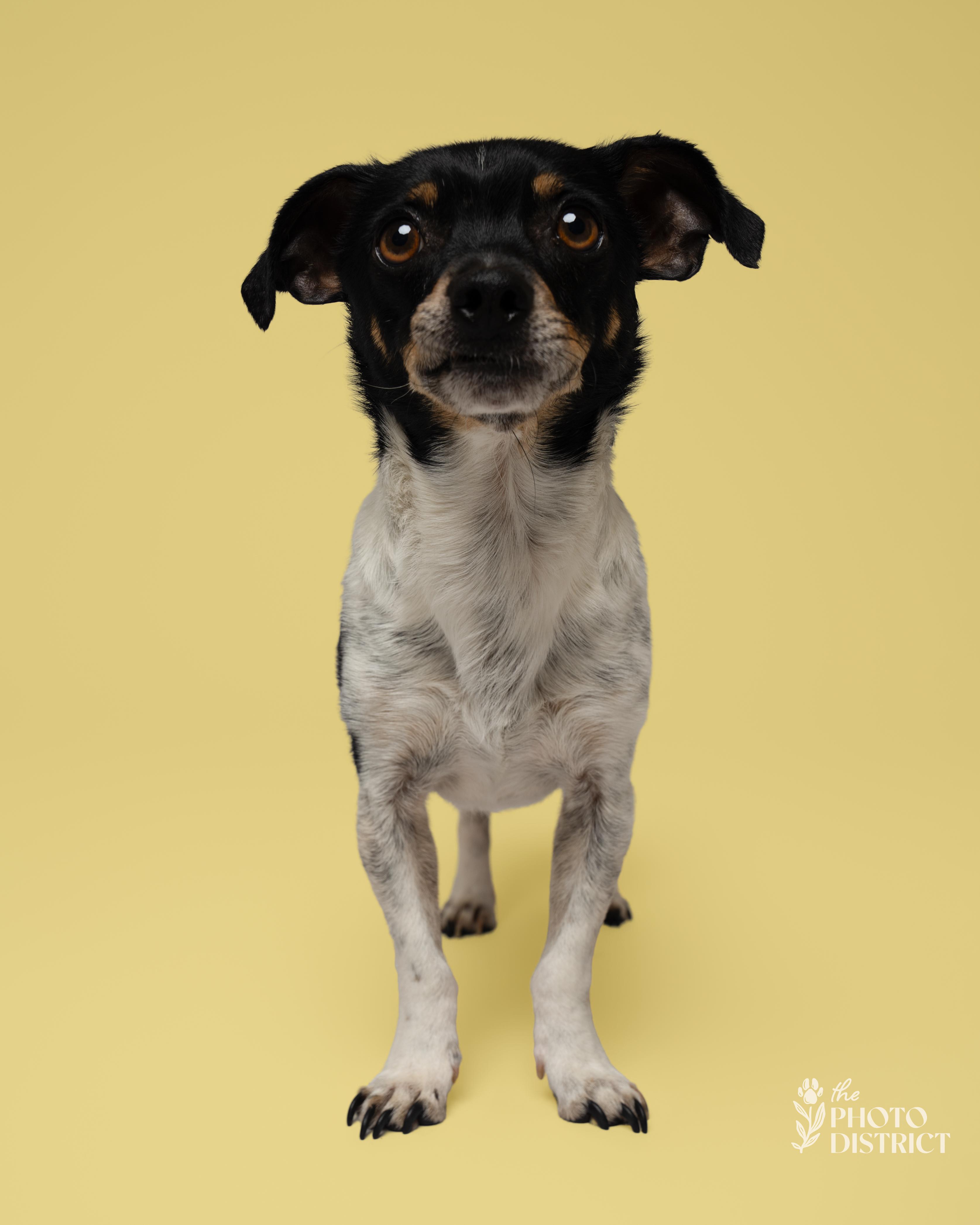 Timi, Adoptable, Adult Male Chihuahua & Chihuahua.