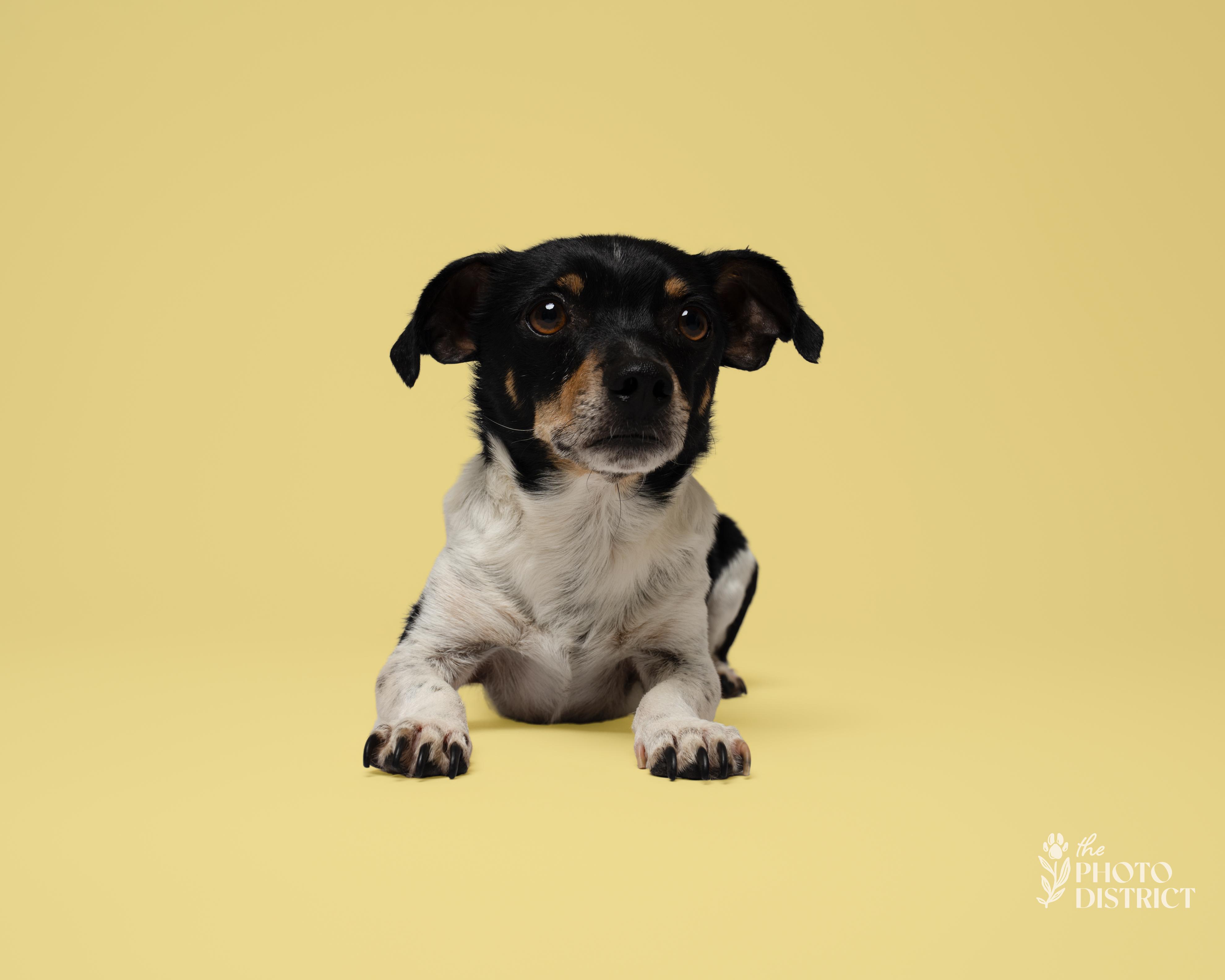 Timi, a Adoptable mixed breed in Winnabow, NC image 2/3