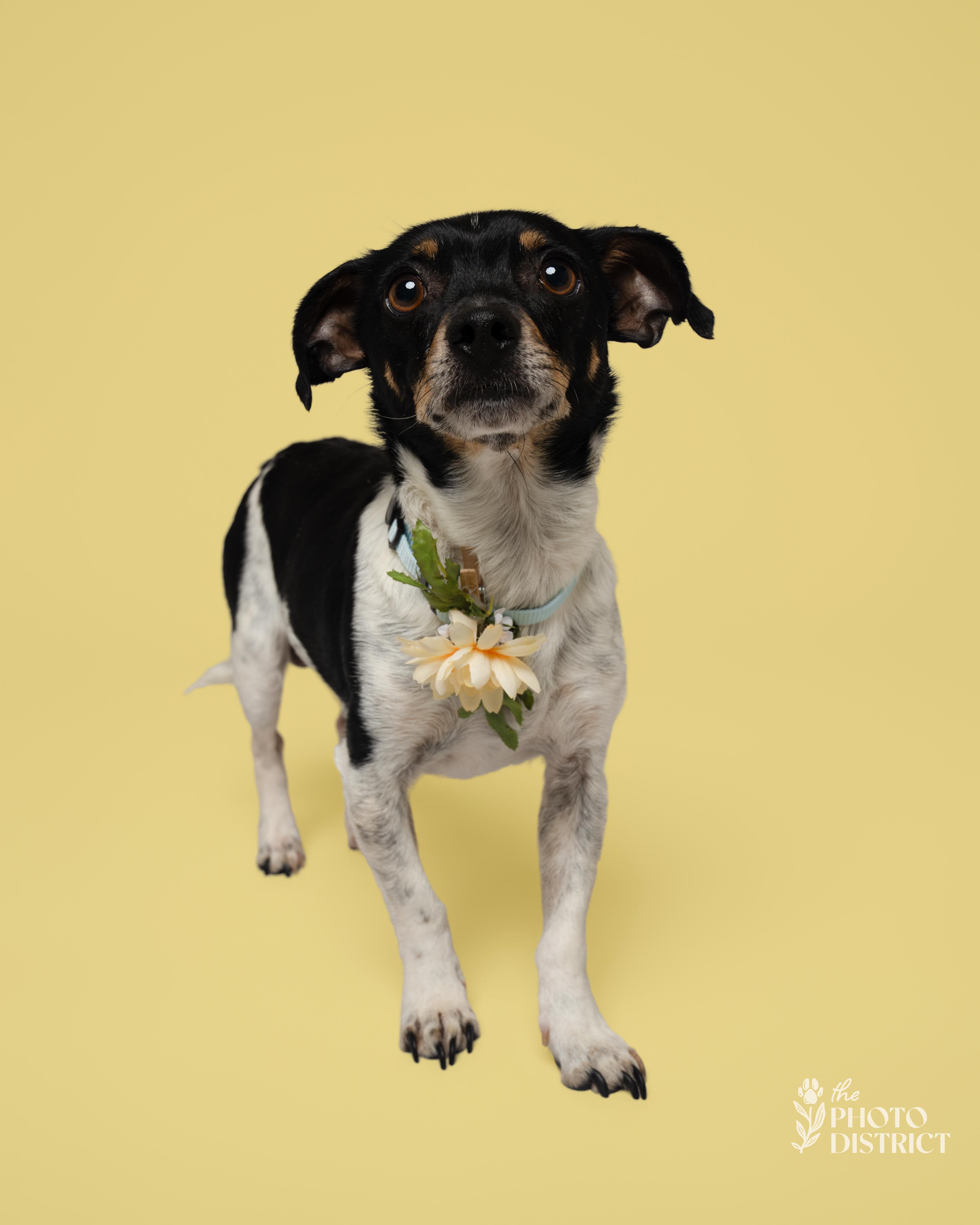 Timi, a Adoptable mixed breed in Winnabow, NC image 3/3
