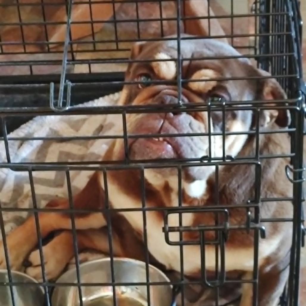 Charlie Girl, Adoptable, Adult Female English Bulldog.