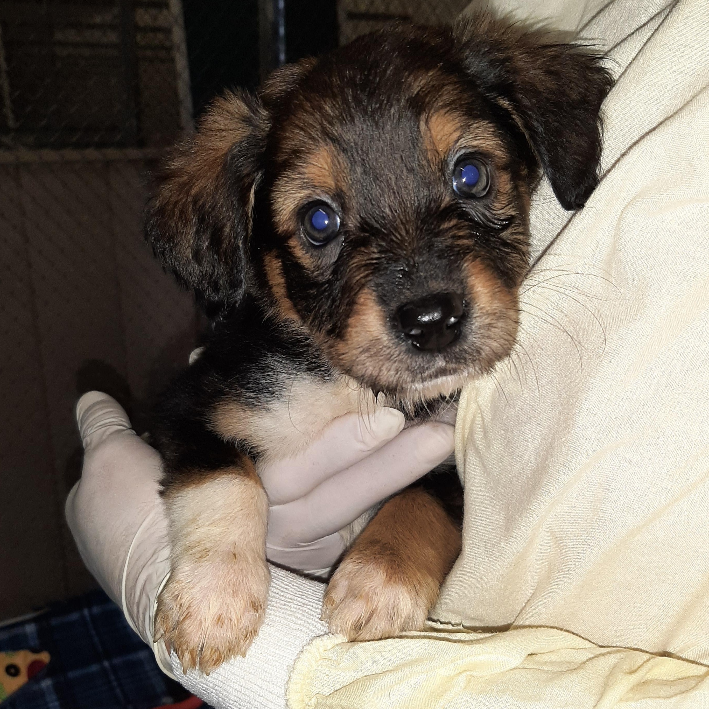Maldives, an adopted mixed breed in Lake Odessa, MI image 3/5