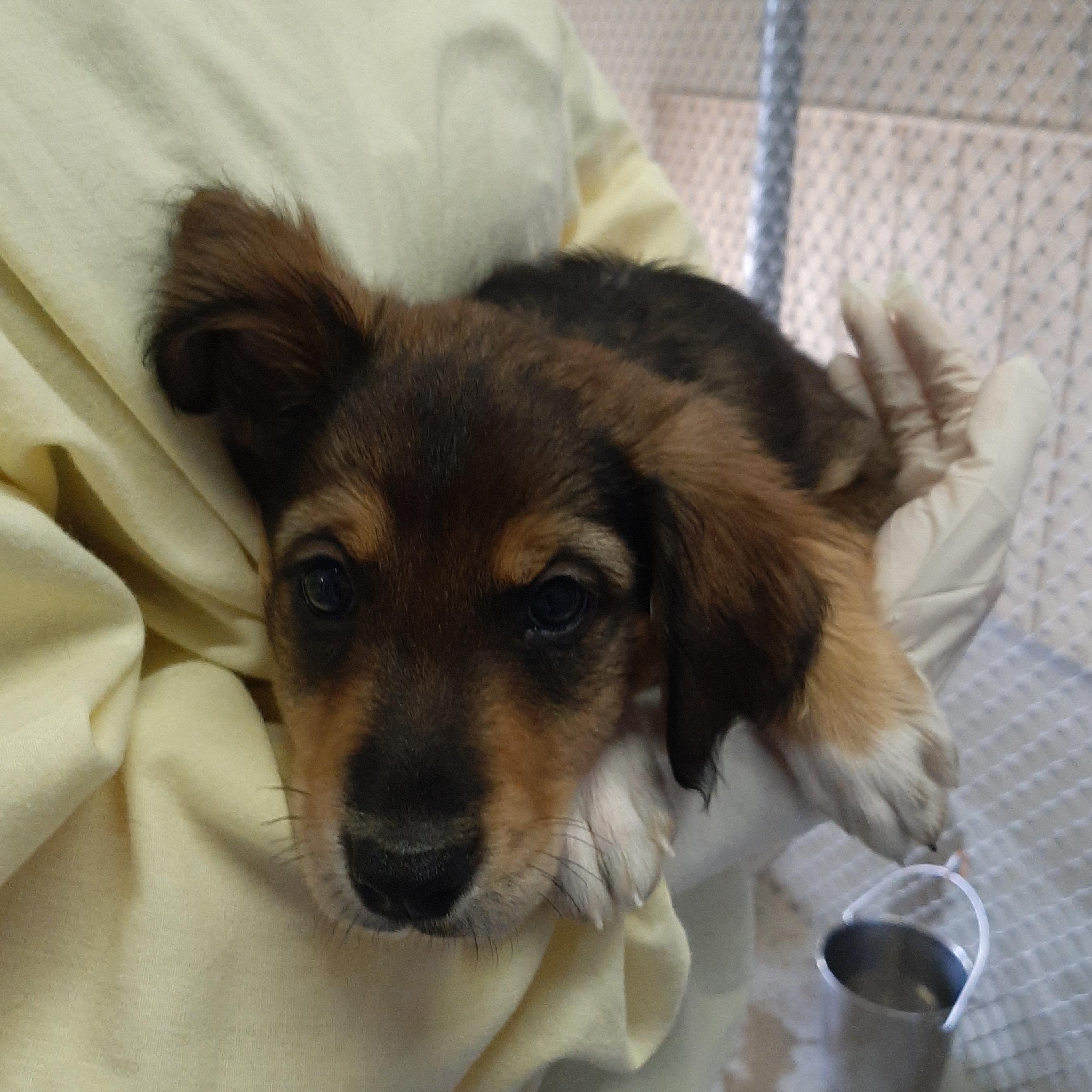 Maldives, adopted, Puppy Female Hound & Australian Shepherd.