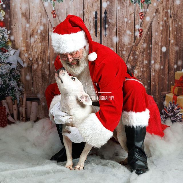 Enlarge Chloe - $75 Adoption Fee!  Diamond Dog!, a Adoptable Pit Bull Terrier in Rockwall, TX image 1/3