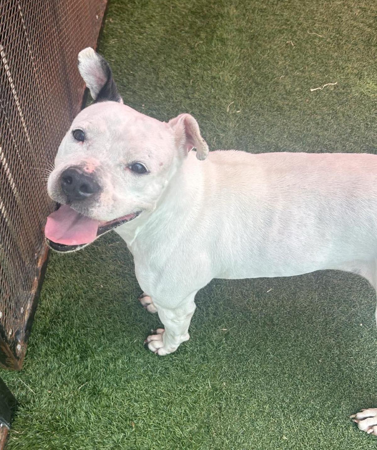 Chloe - $75 Adoption Fee!  Diamond Dog!, Adoptable, Senior Female Pit Bull Terrier.