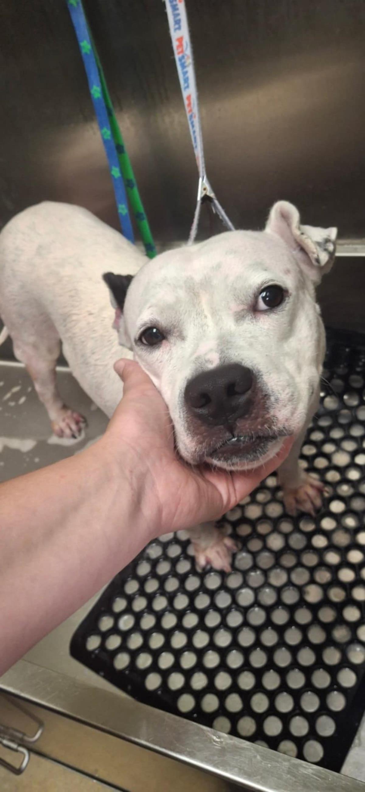 Enlarge Chloe - $75 Adoption Fee!  Diamond Dog!, a Adoptable Pit Bull Terrier in Rockwall, TX image 2/3