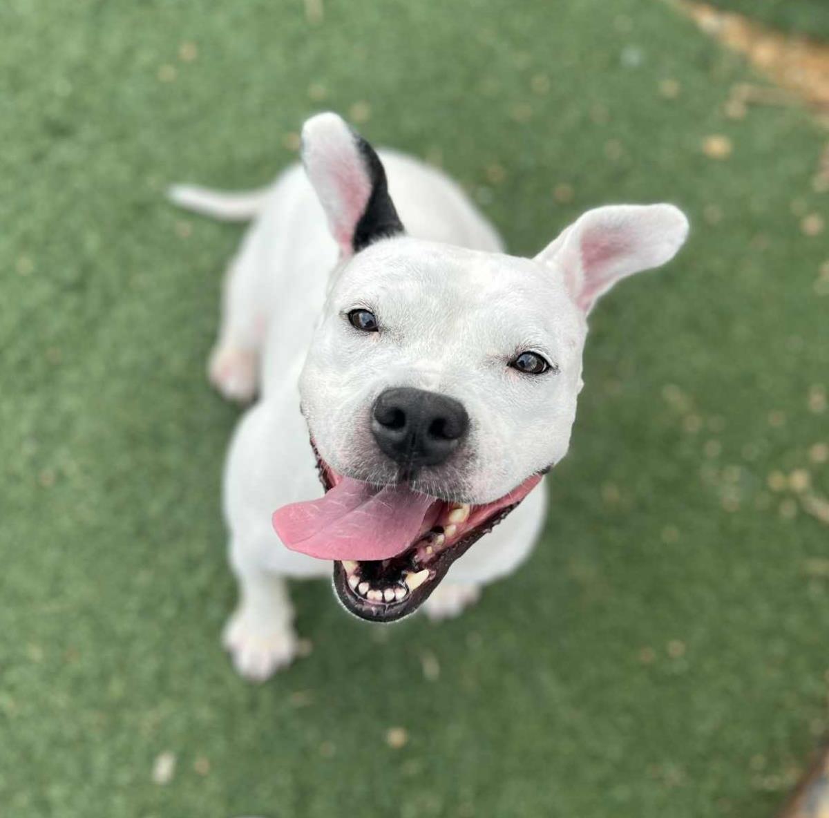 Enlarge Chloe - $75 Adoption Fee!  Diamond Dog!, a Adoptable Pit Bull Terrier in Rockwall, TX image 3/3