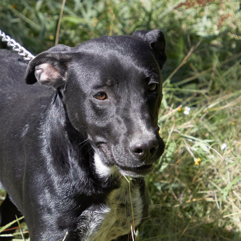 Enlarge Pancho, a Adoptable mixed breed in Bend, OR image 1/6