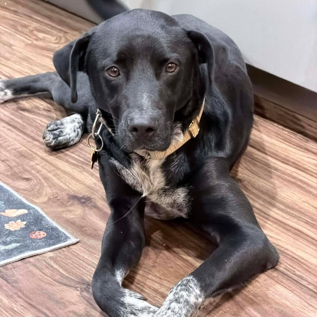 Enlarge Pancho, a Adoptable mixed breed in Bend, OR image 3/6