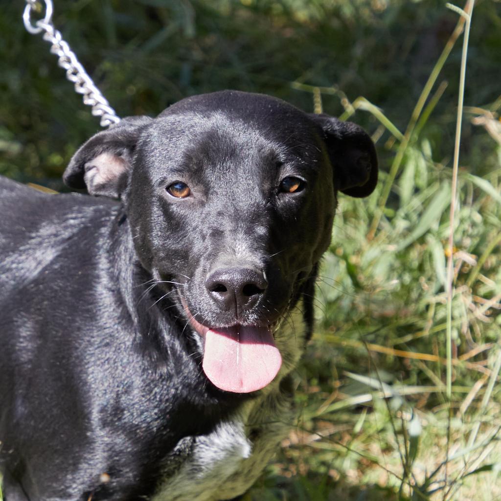 Enlarge Pancho, a Adoptable mixed breed in Bend, OR image 4/6