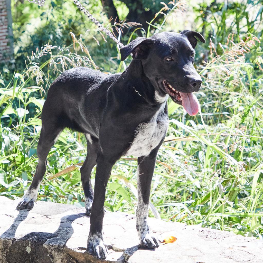 Enlarge Pancho, a Adoptable mixed breed in Bend, OR image 5/6