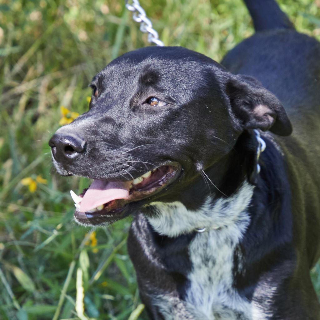 Enlarge Pancho, a Adoptable mixed breed in Bend, OR image 6/6
