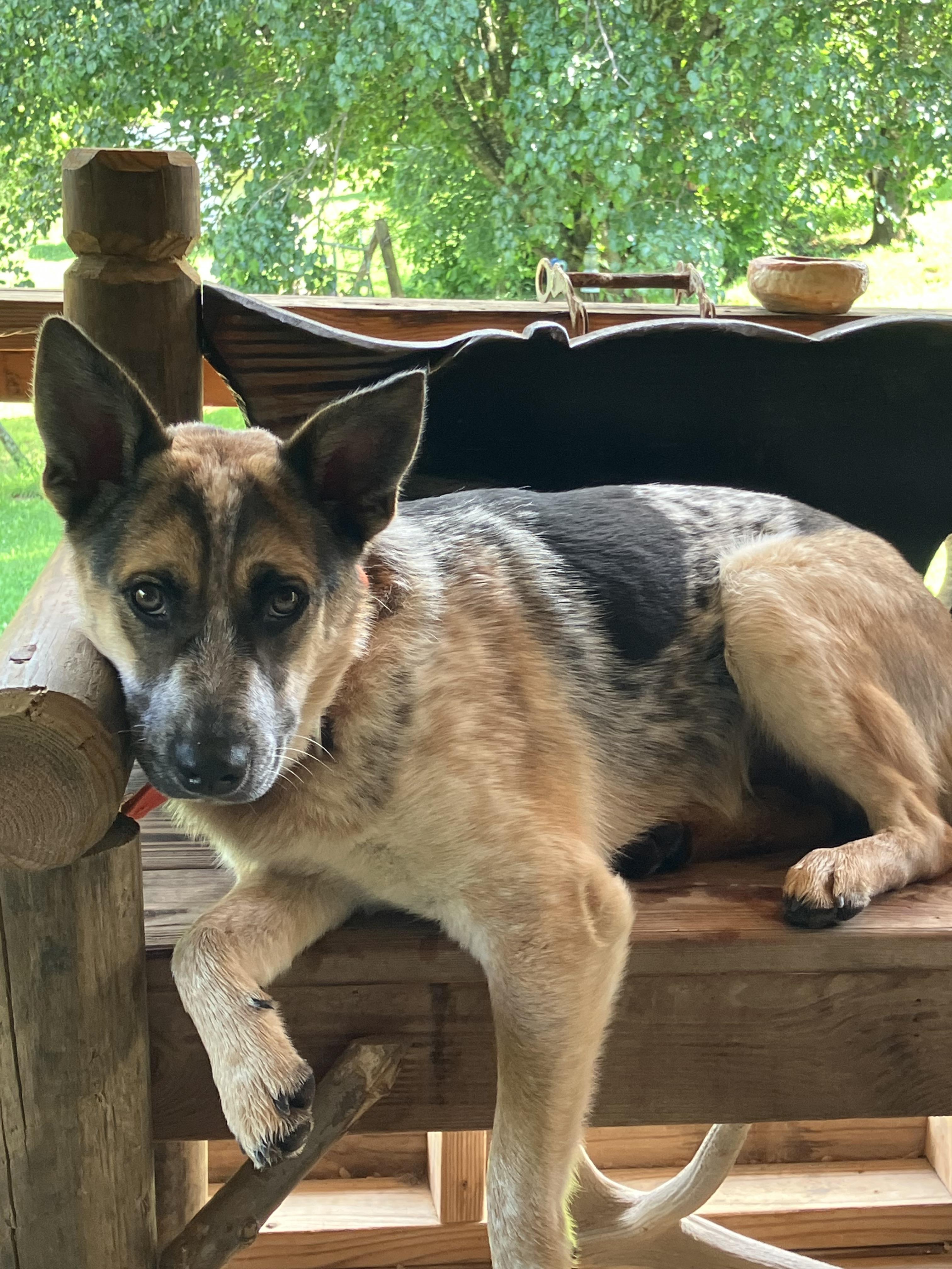 Enlarge Cowboy, an adopted Cattle Dog in Greeneville, TN image 1/5