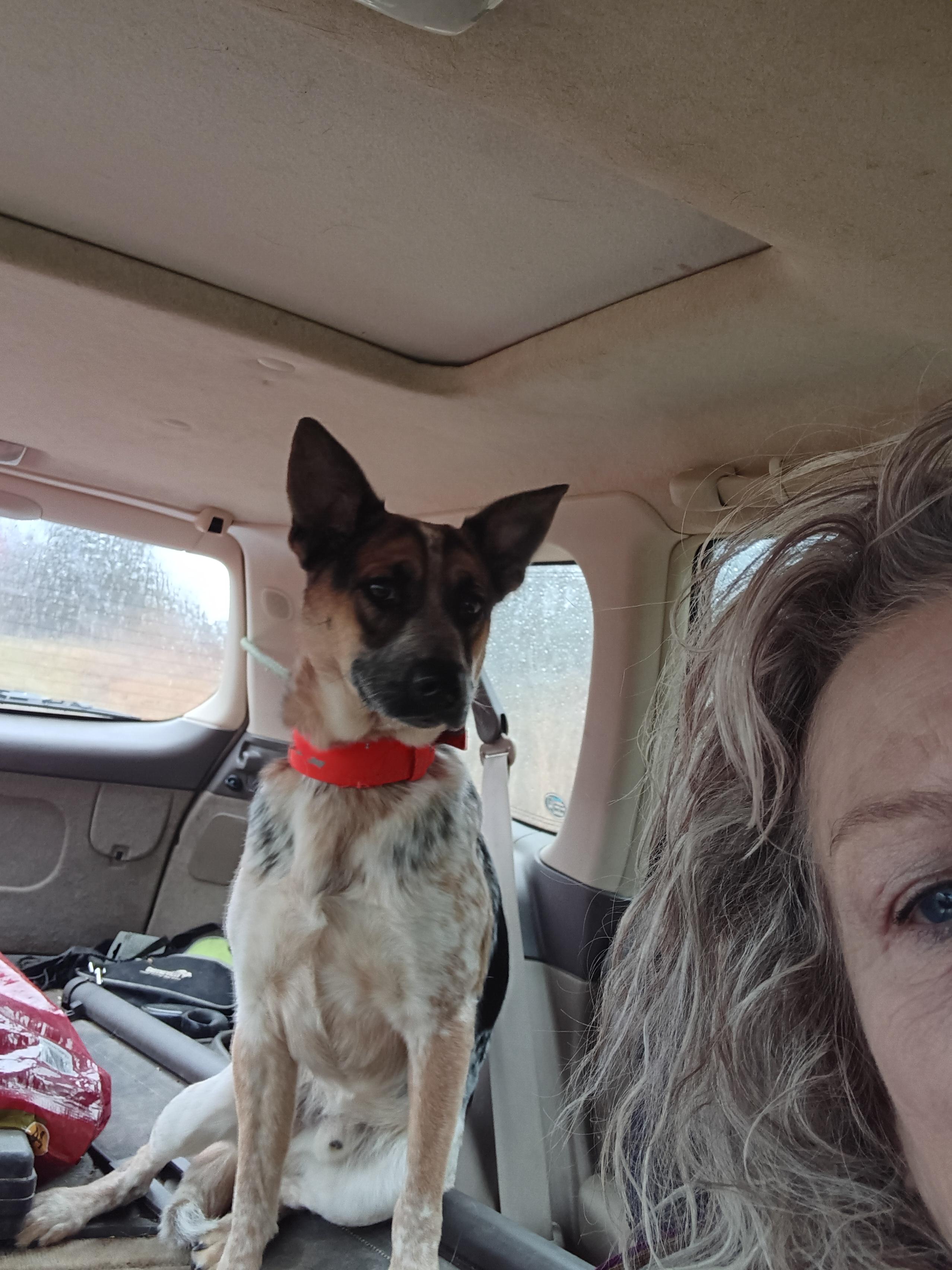 Enlarge Cowboy, an adopted Cattle Dog in Greeneville, TN image 2/5