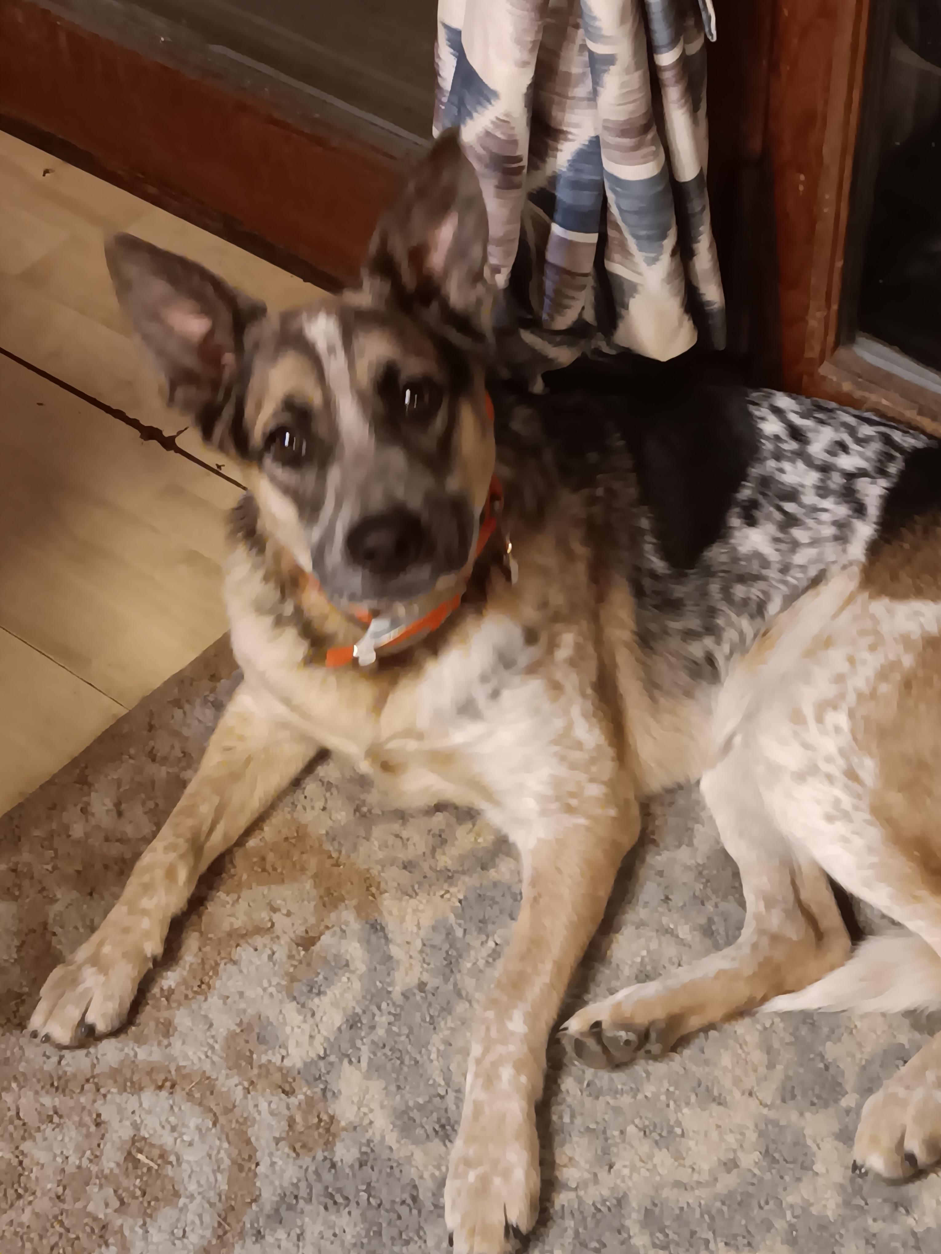 Enlarge Cowboy, an adopted Cattle Dog in Greeneville, TN image 3/5